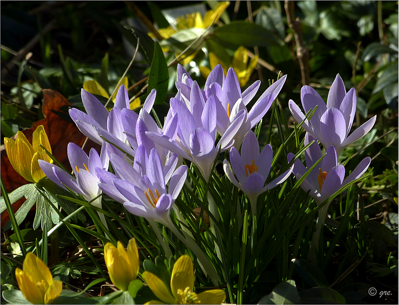 Aktueller Frühlingsgruß