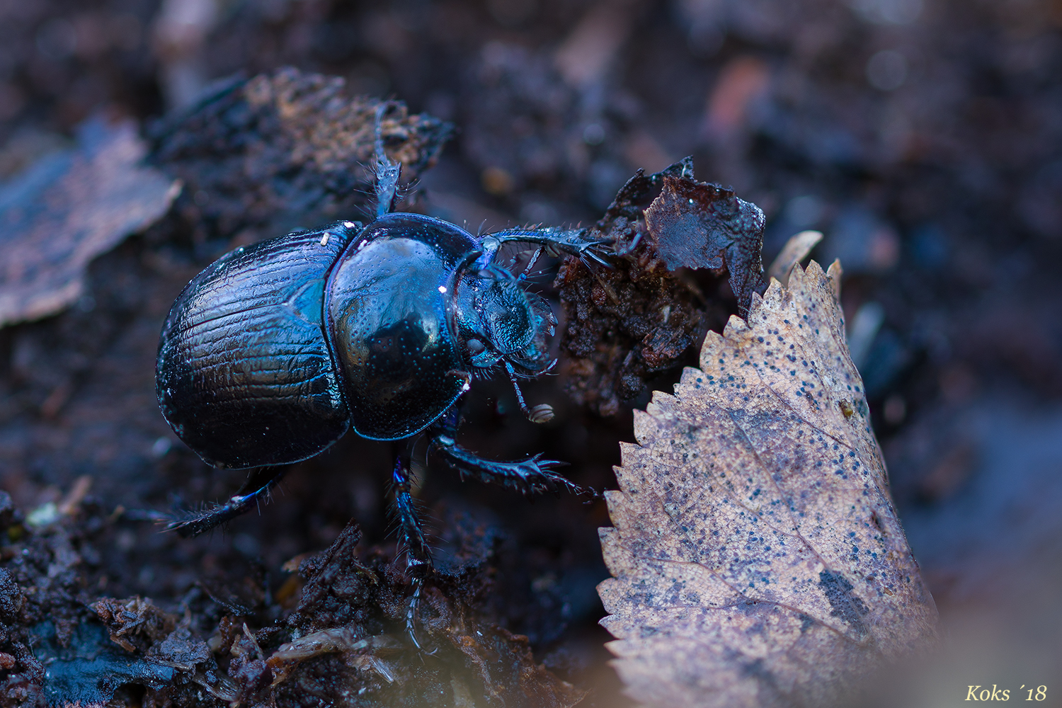 aktueller Geotrupidae