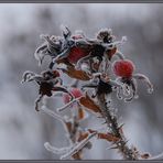 Aktuelles aus dem Garten....