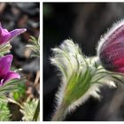 Aktuelles aus meinem Garten