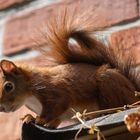 Aktuelles aus unserem Garten