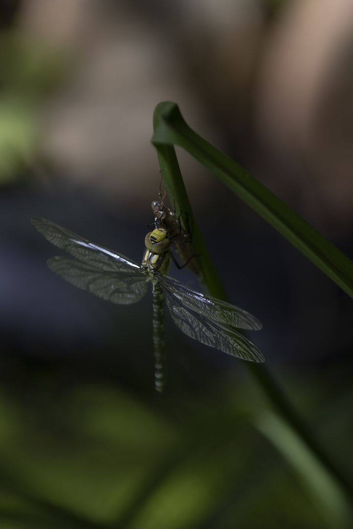 Aktuelles aus unserem Garten