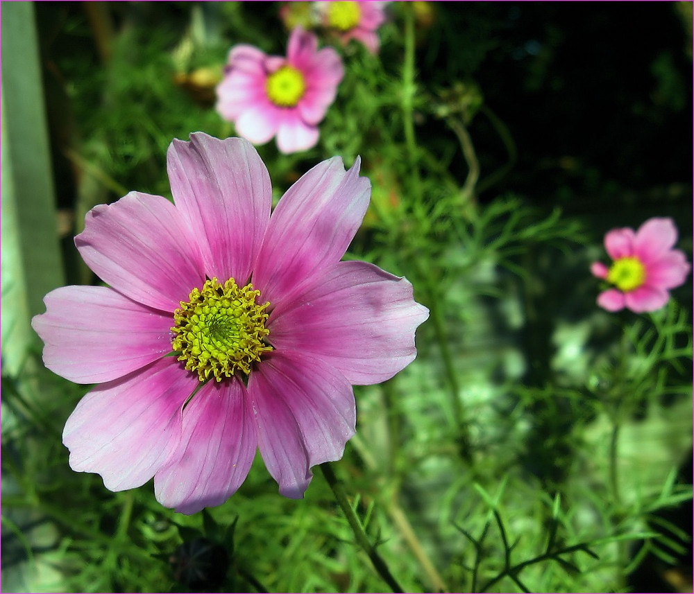 Aktuelles Bild aus dem Garten...