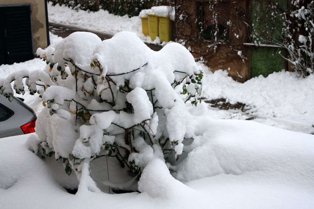 aktuelles Bild eines Rosenstocks auf der Terrasse