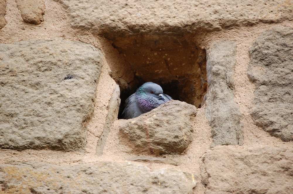 AL ABRIGO DE LA MURALLA