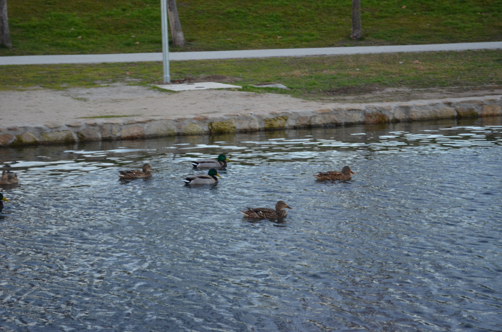 Al agua Patos...:)