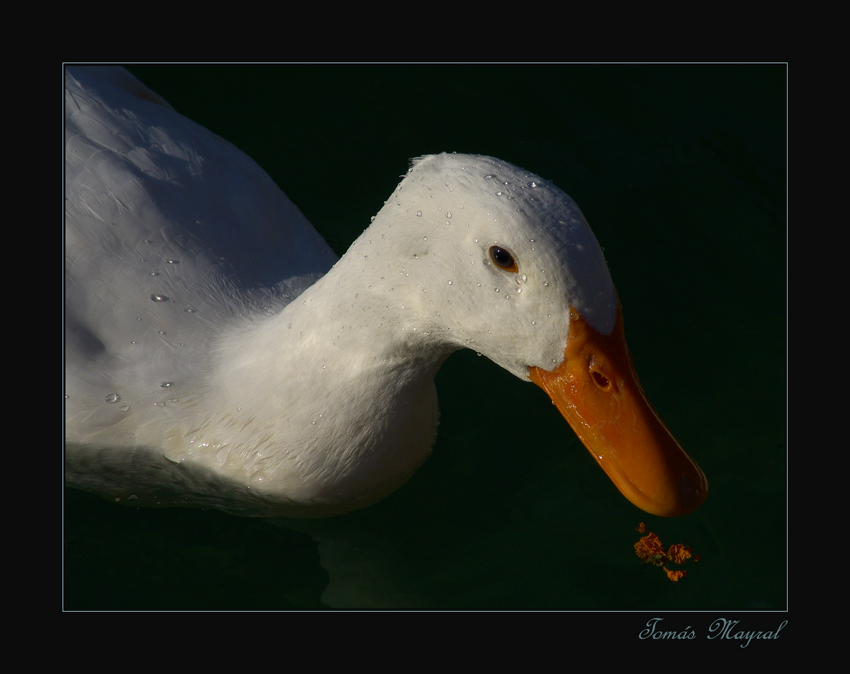 Al Agua Patos