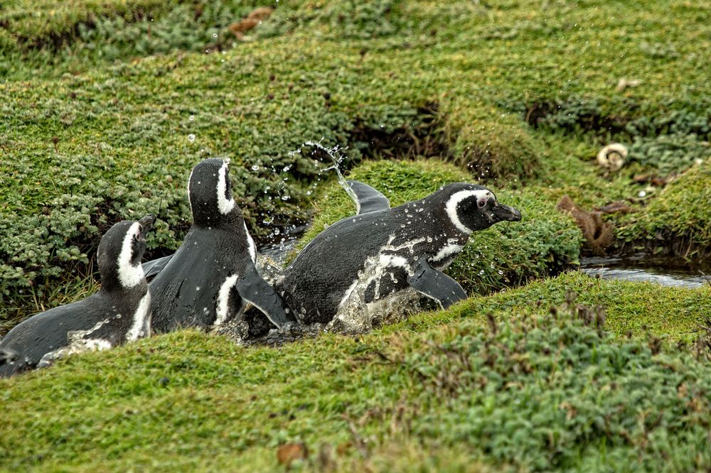 ¡Al agua pingüinos!