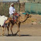 Al Ain Kamelmarkt 2