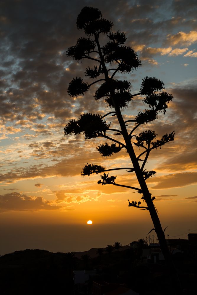 al atardecer en el cercado