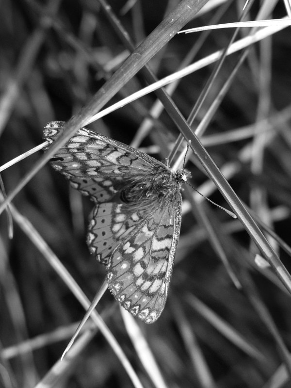 Al blanco y negro