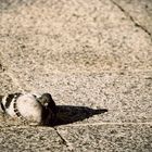 Al calorcito del otoño