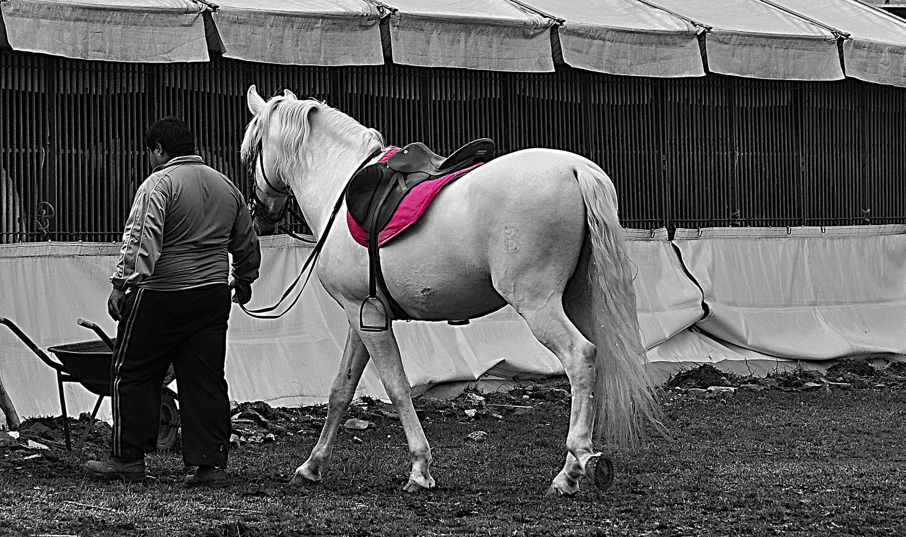 al circo Foto Immagini animali, natura Foto su