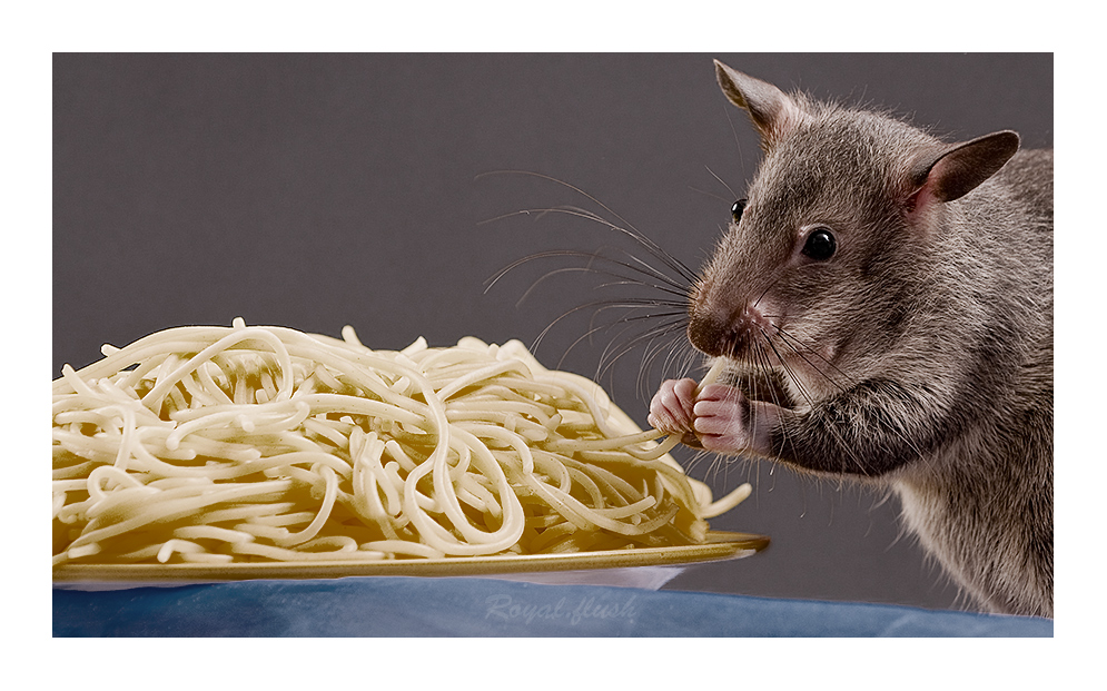 AL Dente .. Gambian pouched rat Foto & Bild animals, rodents