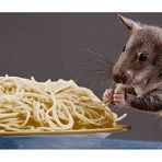 AL Dente .. Gambian pouched rat