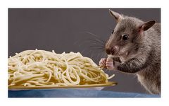 AL Dente .. Gambian pouched rat