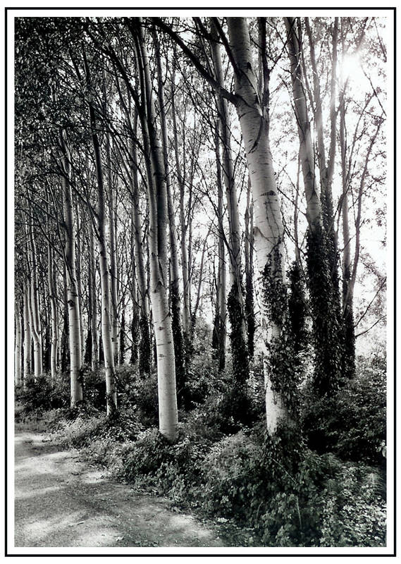 Al di là del fiume, tra gli alberi