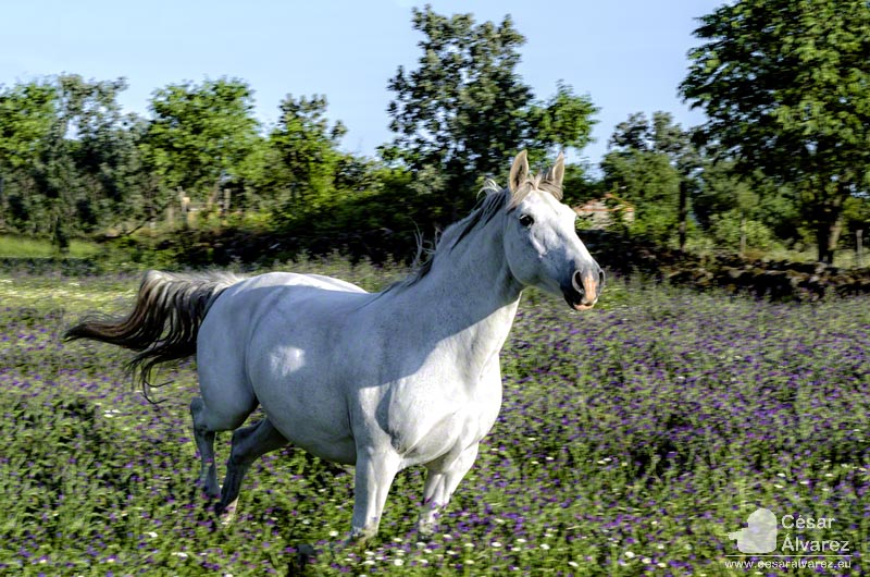 Al galope Imagen & Foto animales, color, animal Fotos de