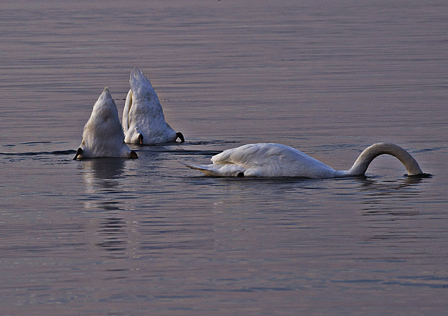 AL LAGO  / ON THE LAKE