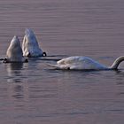 AL LAGO  / ON THE LAKE