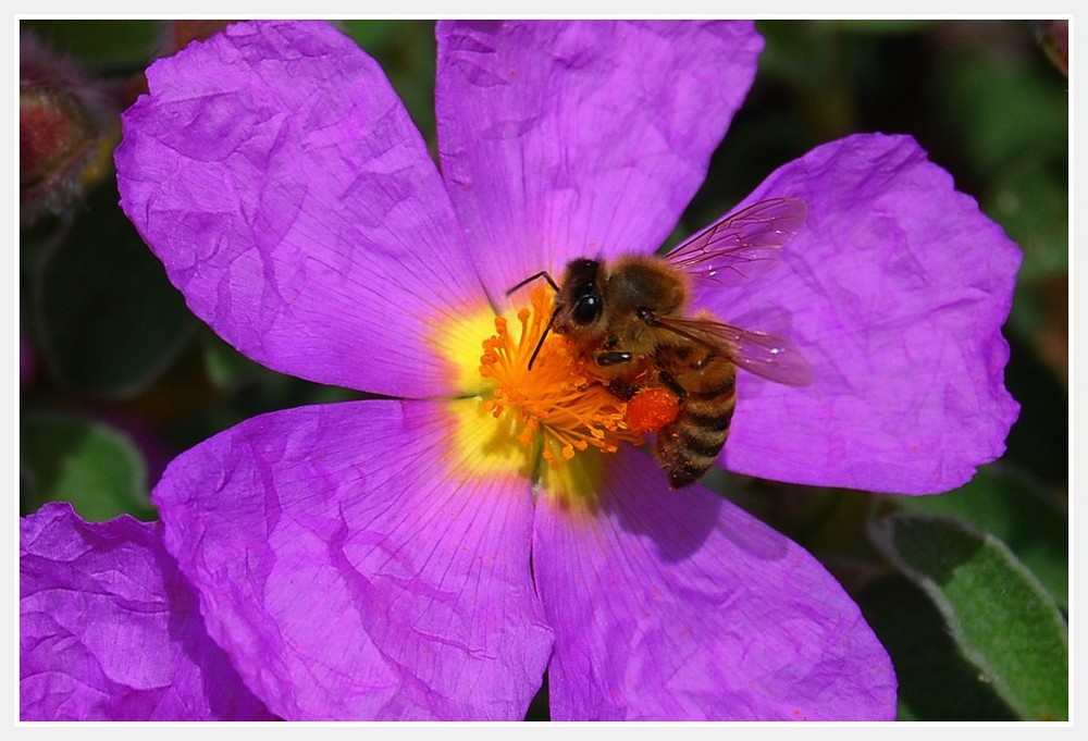 Al lavoro.......impolliniamo......