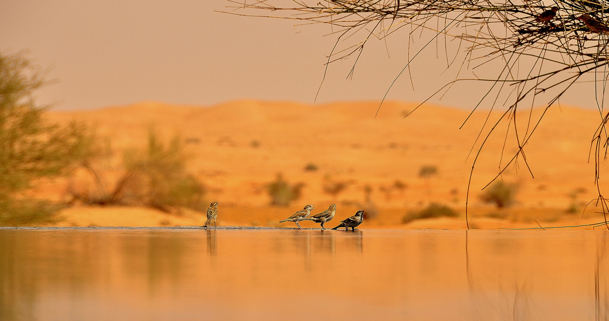 Al Maha Desert Resort & Spa - birds