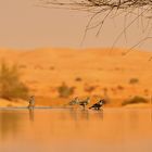 Al Maha Desert Resort & Spa - birds