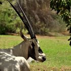 Al Maha Desert Resort & Spa - The Arabian Oryx