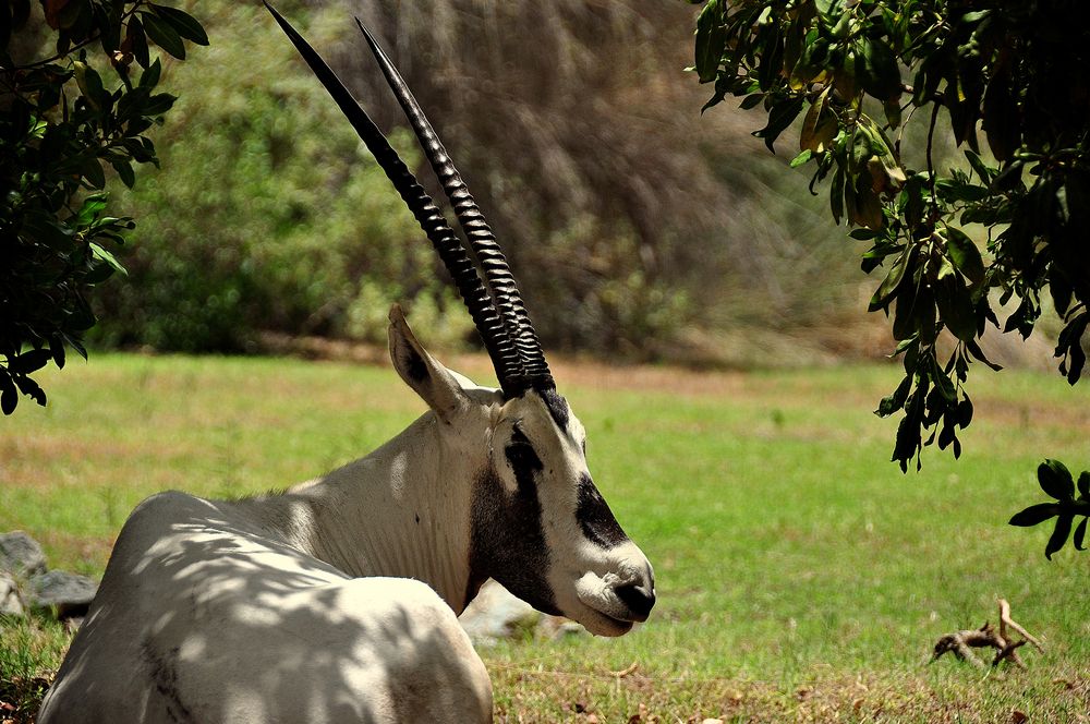 Al Maha Desert Resort & Spa - The Arabian Oryx