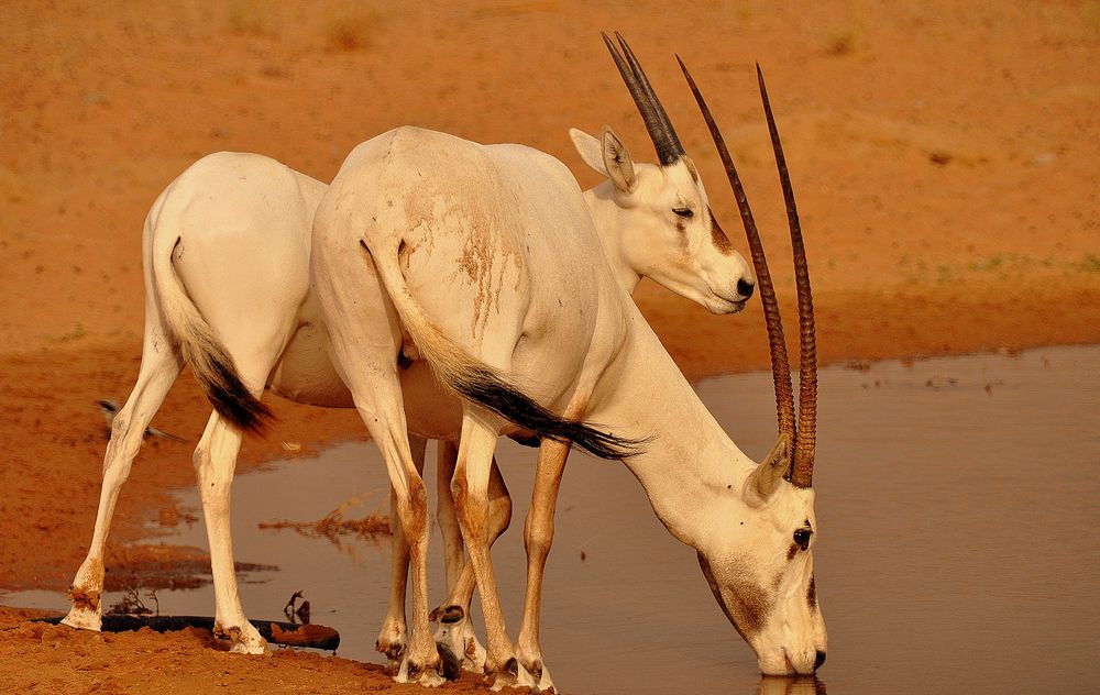 Al Maha Desert Resort & Spa - Wildlife