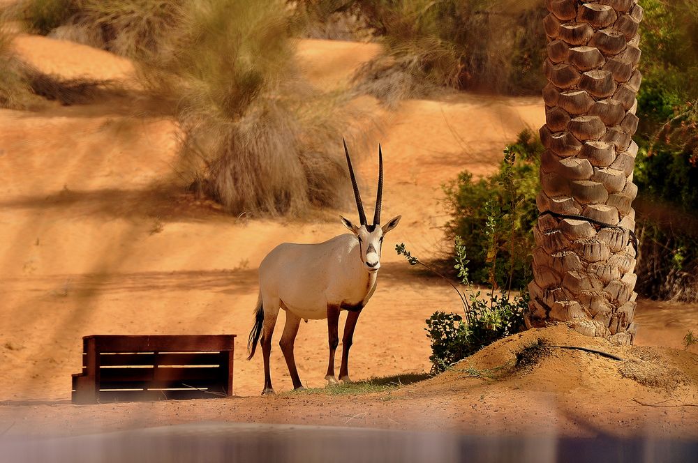 Al Maha Oryx - Desert Resort & Spa