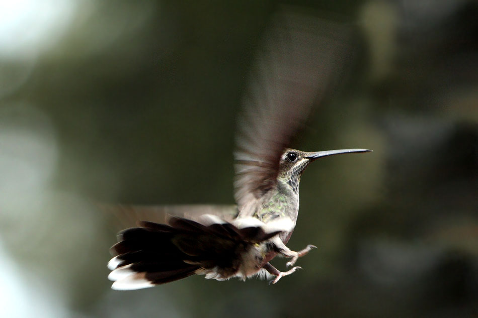 Al margen del vuelo