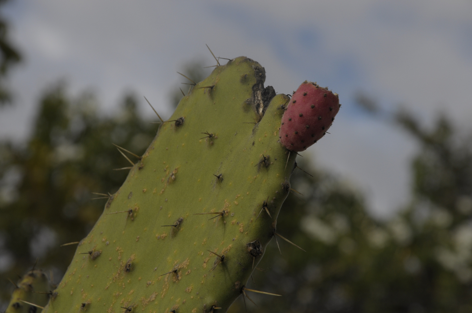 Al nopal lo van a ver solo cuando tiene tunas