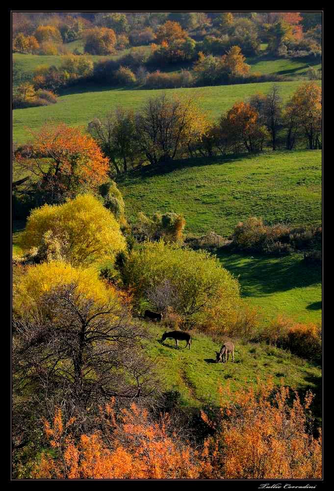 ..al pascolo!..