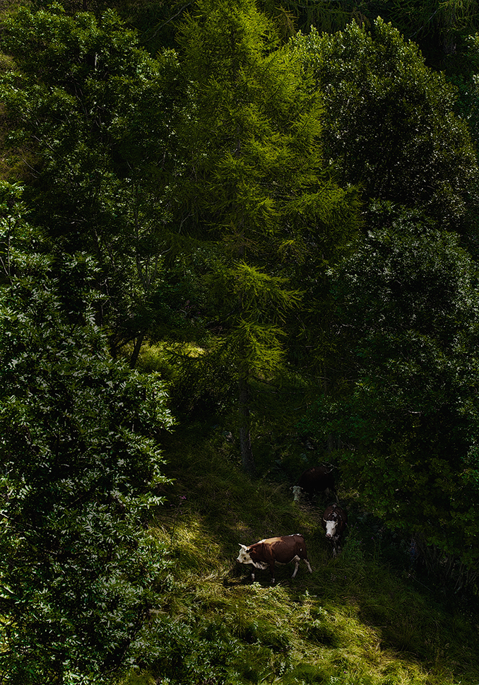 AL PASCOLO NEL BOSCO