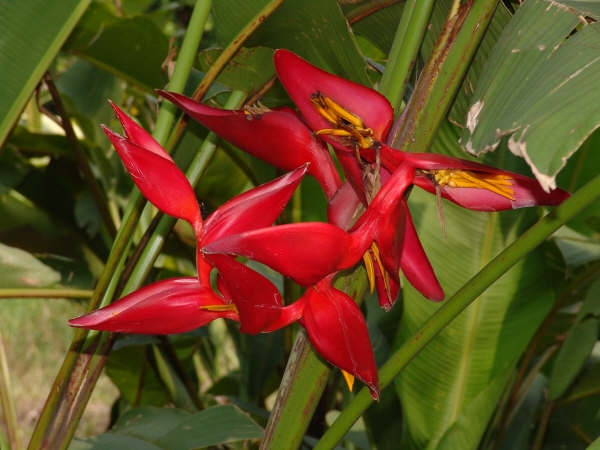 al rojo vivo