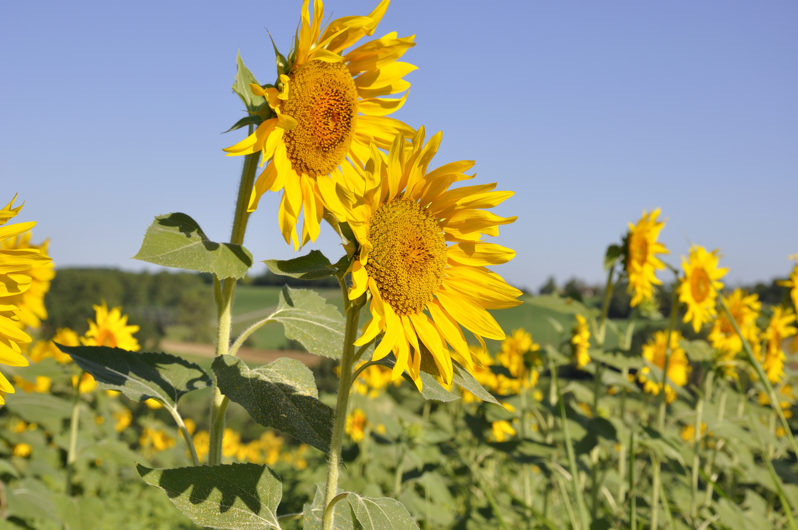 Al sole insieme