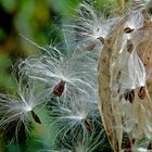 Al viento