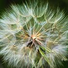 AL VIENTO