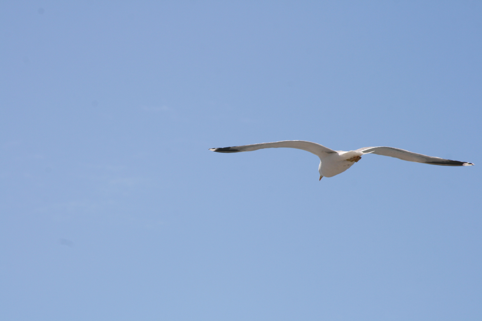 Al vuelo