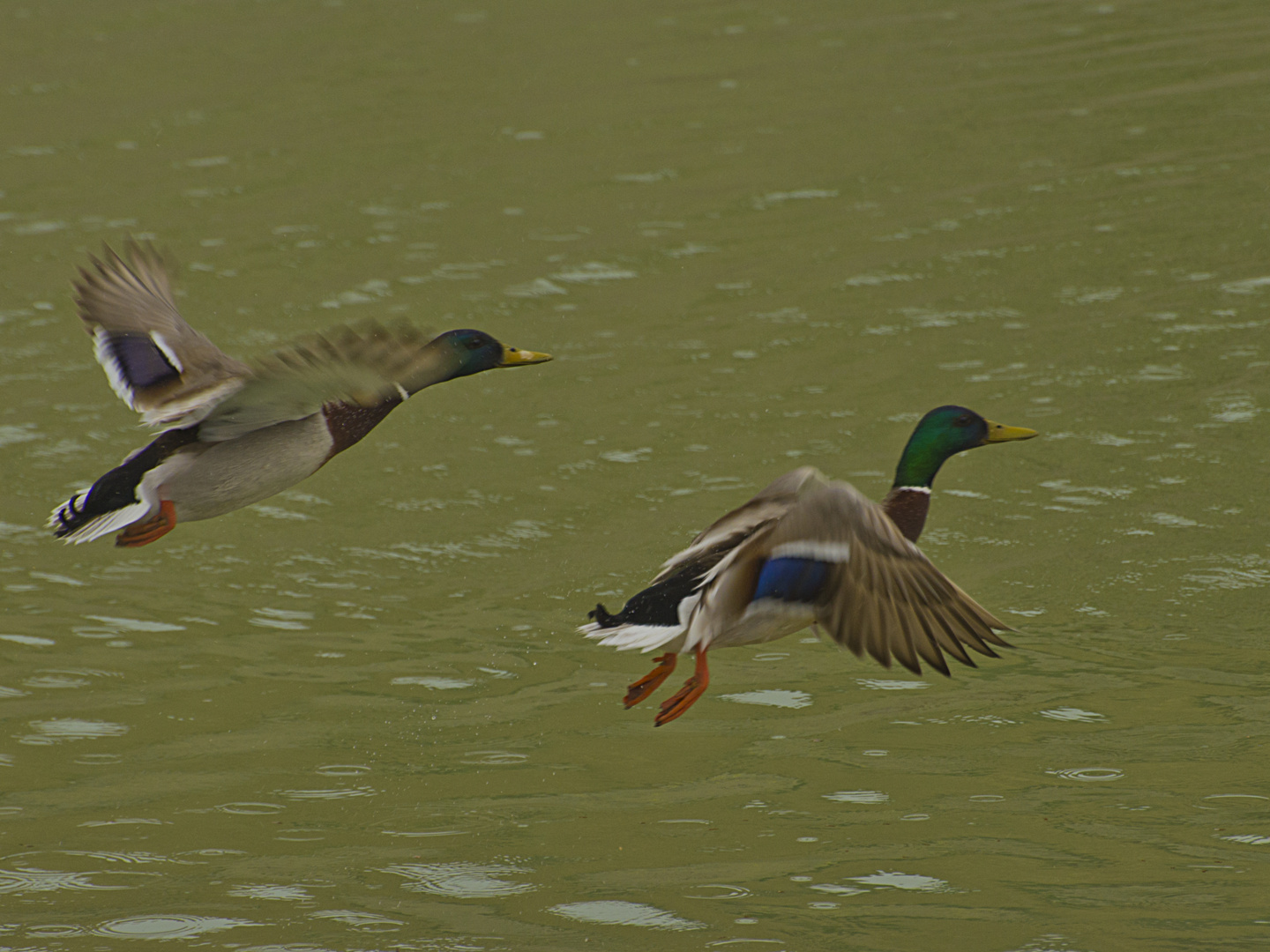 Al vuelo.