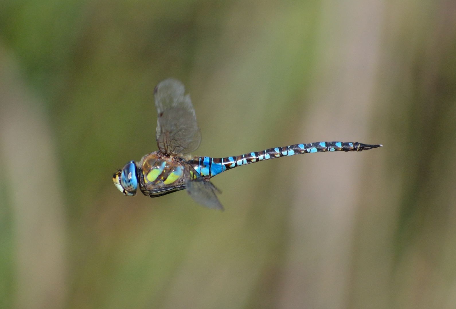 Al vuelo