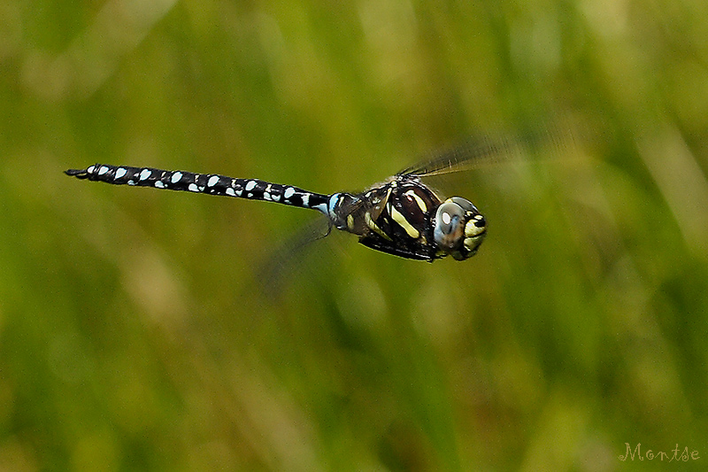 Al vuelo