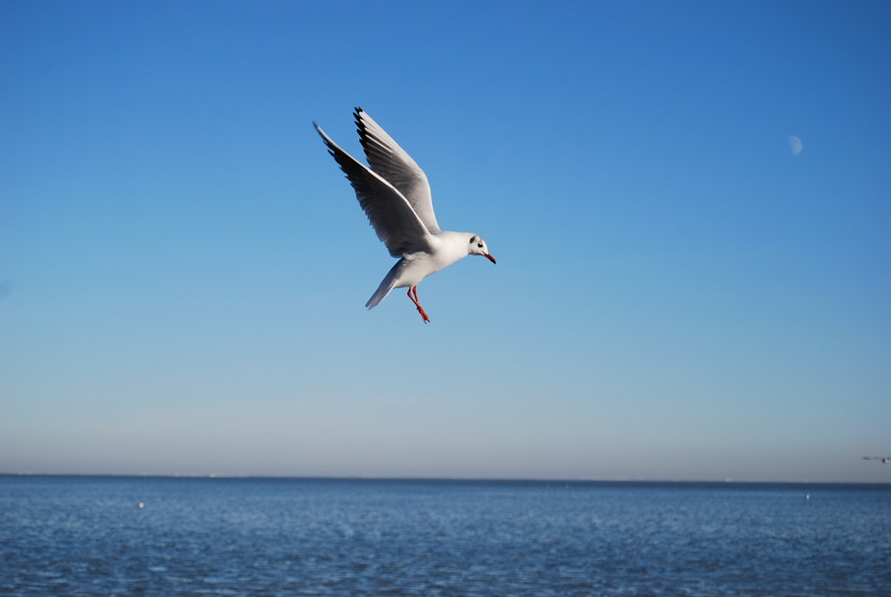 al vuelo