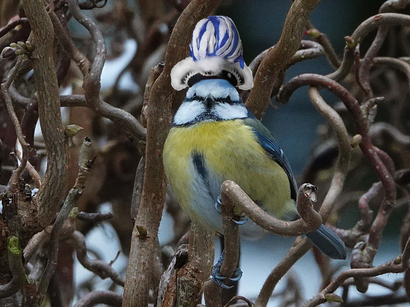 Alaaf und Helau, sie ist ganz schön blau