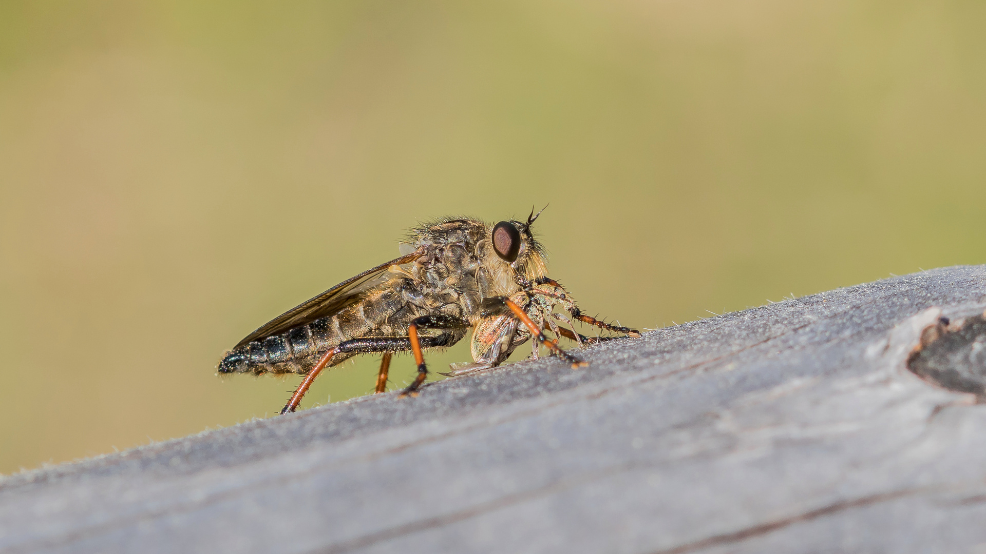 Alabasterfliege mit Beute