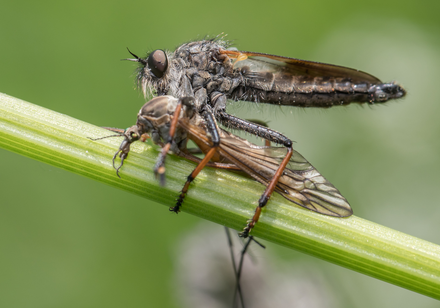 Alabasterfliege mit "erlegter" Beute