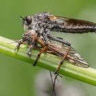 Alabasterfliege mit "erlegter" Beute