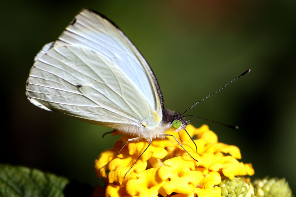 Alada en blanco