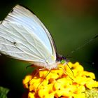 Alada en blanco